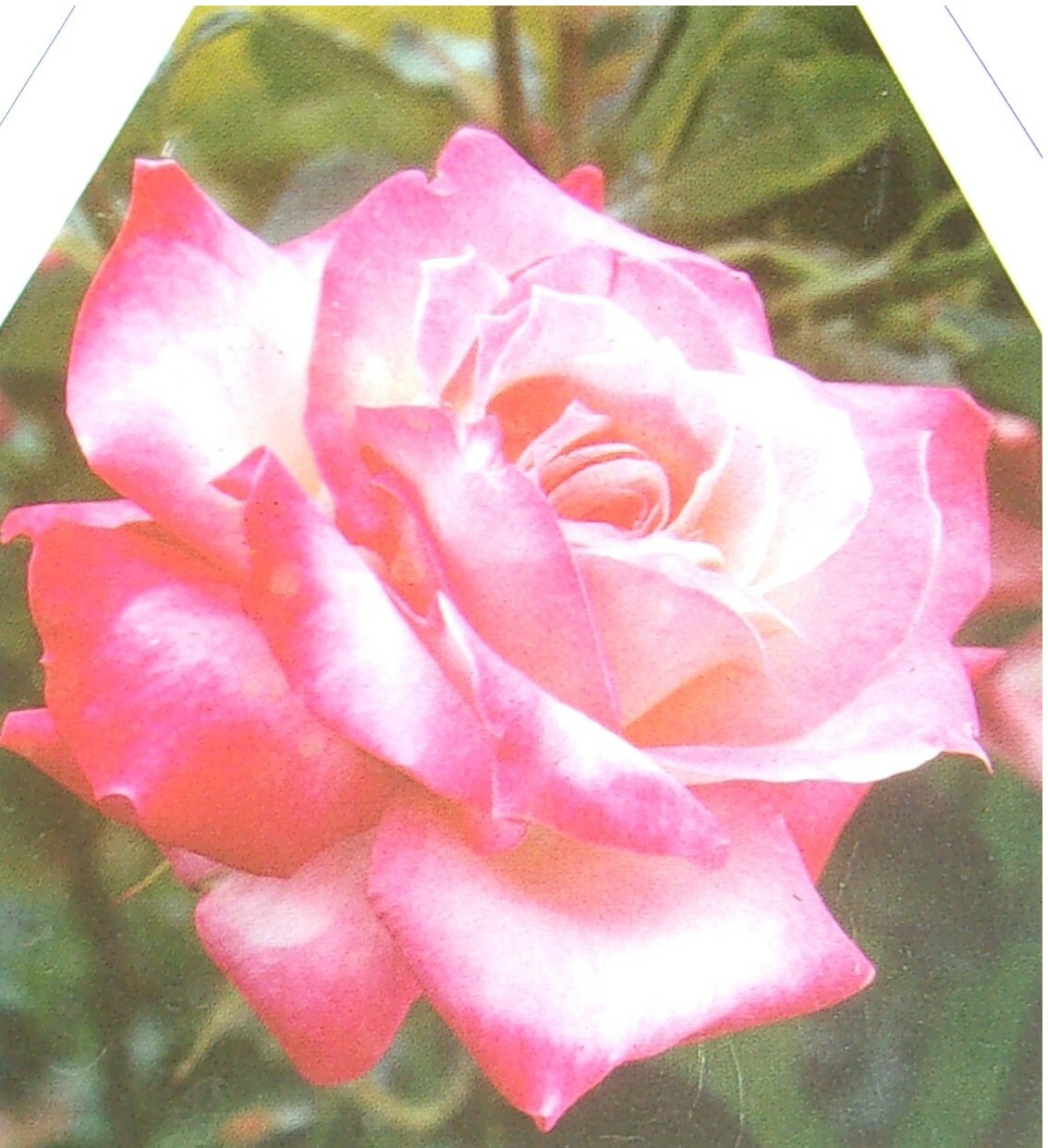 KORDES PERFECTA Everblooming Hybrid Tea Rose 5 Gal Live Bush Plants Plant Roses