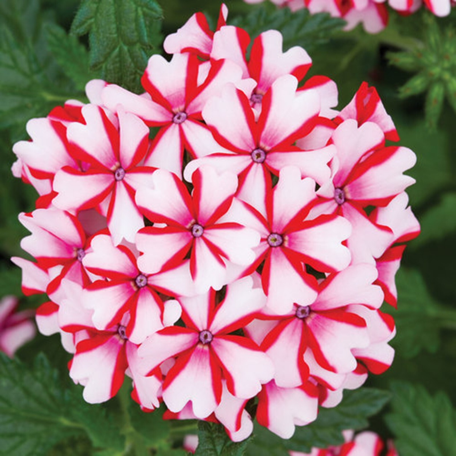 50 Candy Cane Verbena Seeds Groundcover Tender Perennial Bees Seed Flower