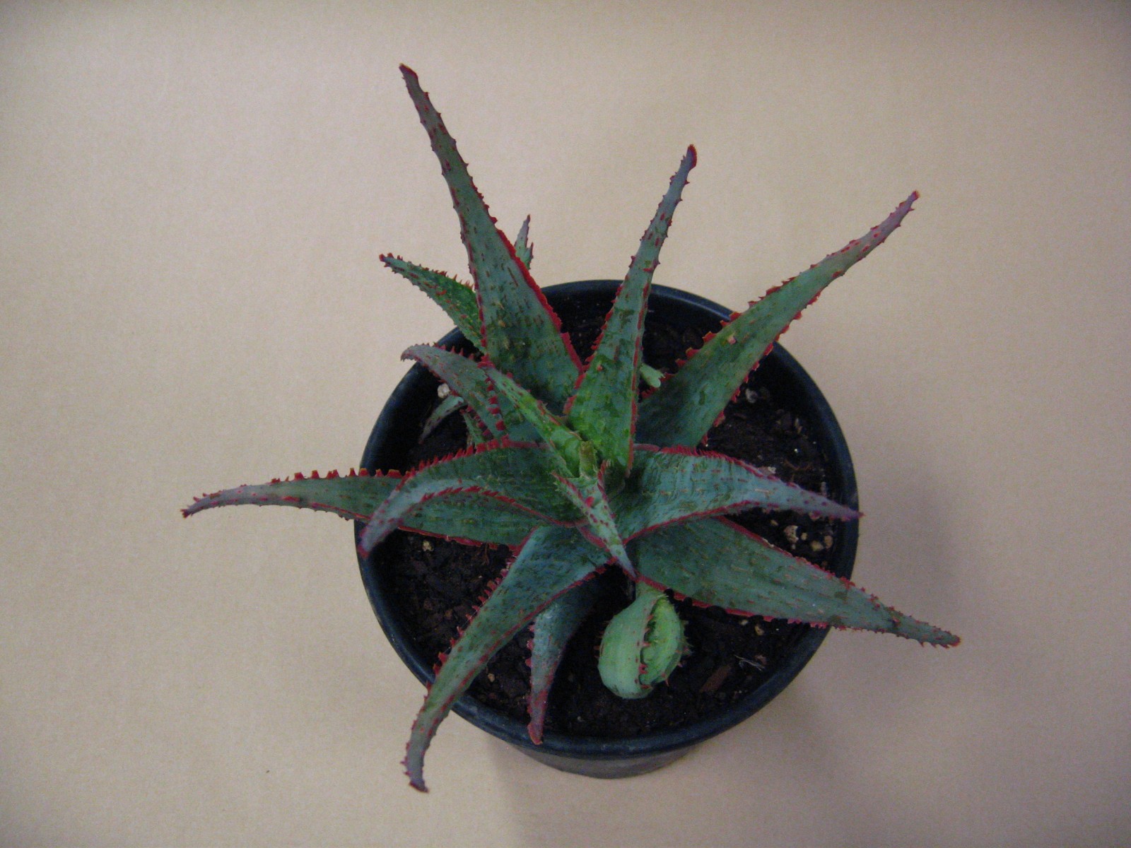 Aloe “Dracula’s Blood” Hybrid — Rare Succulent With 4 Offsets SUMMER SALE!!