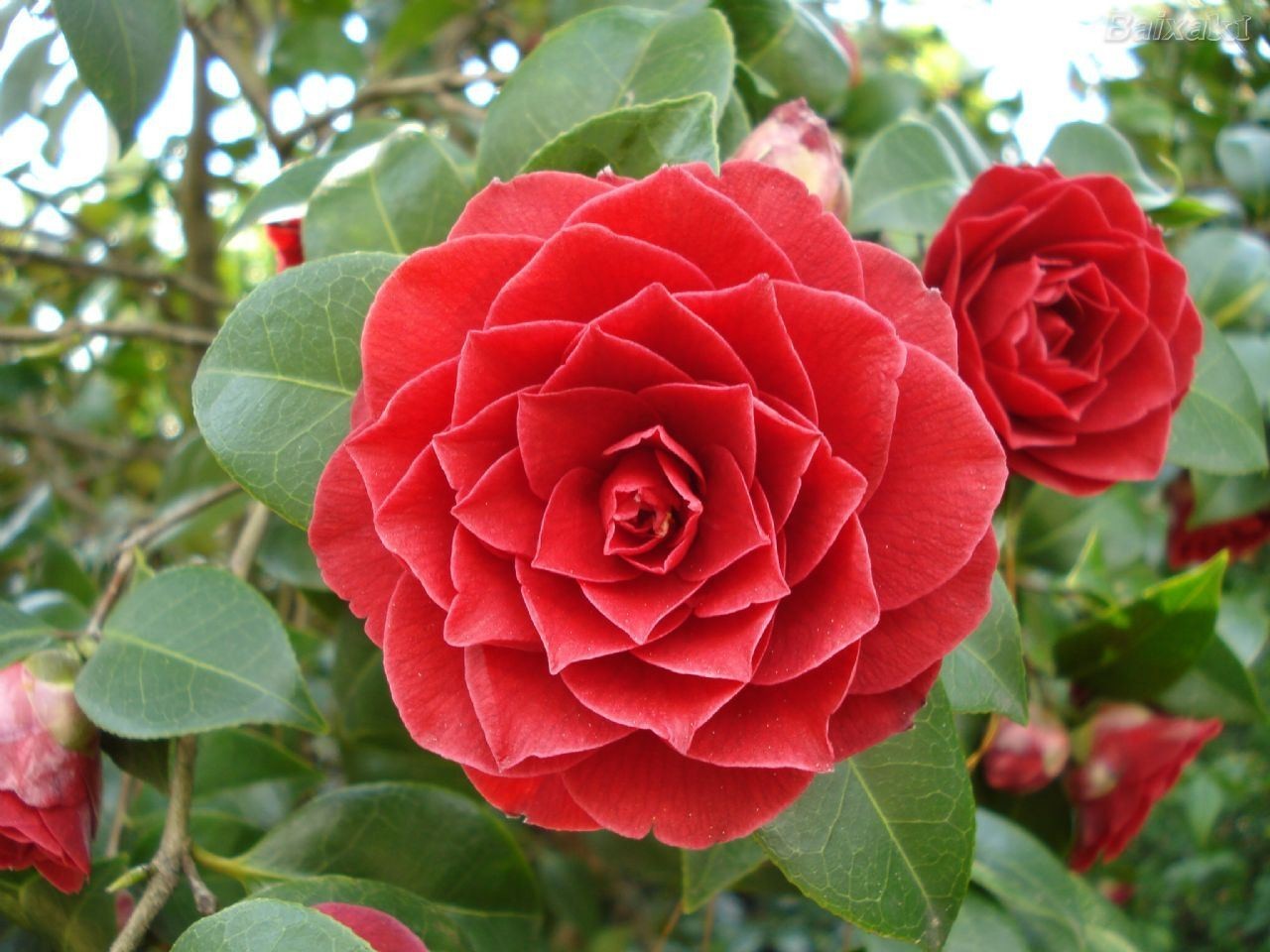 SUPER RARE Middlemist Red Camellia – 3 cuttings for rooting or grafting