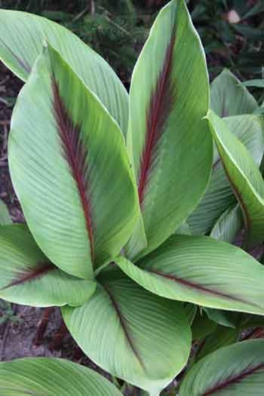 Curcuma Elata Hidden Ginger Lily Flower Striking Fuschia plant 1 live rhizome