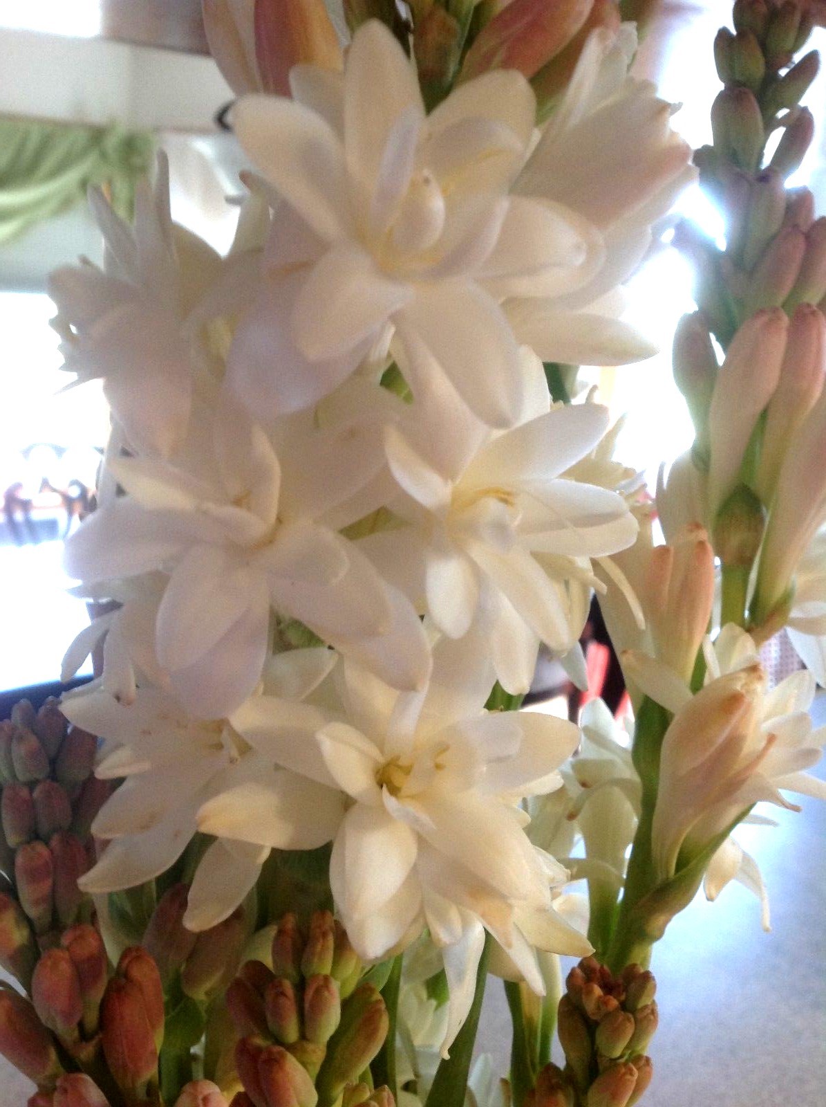 Tuberose medium size bulbs double pearl set of 10 – FRAGRANT – Polianthus