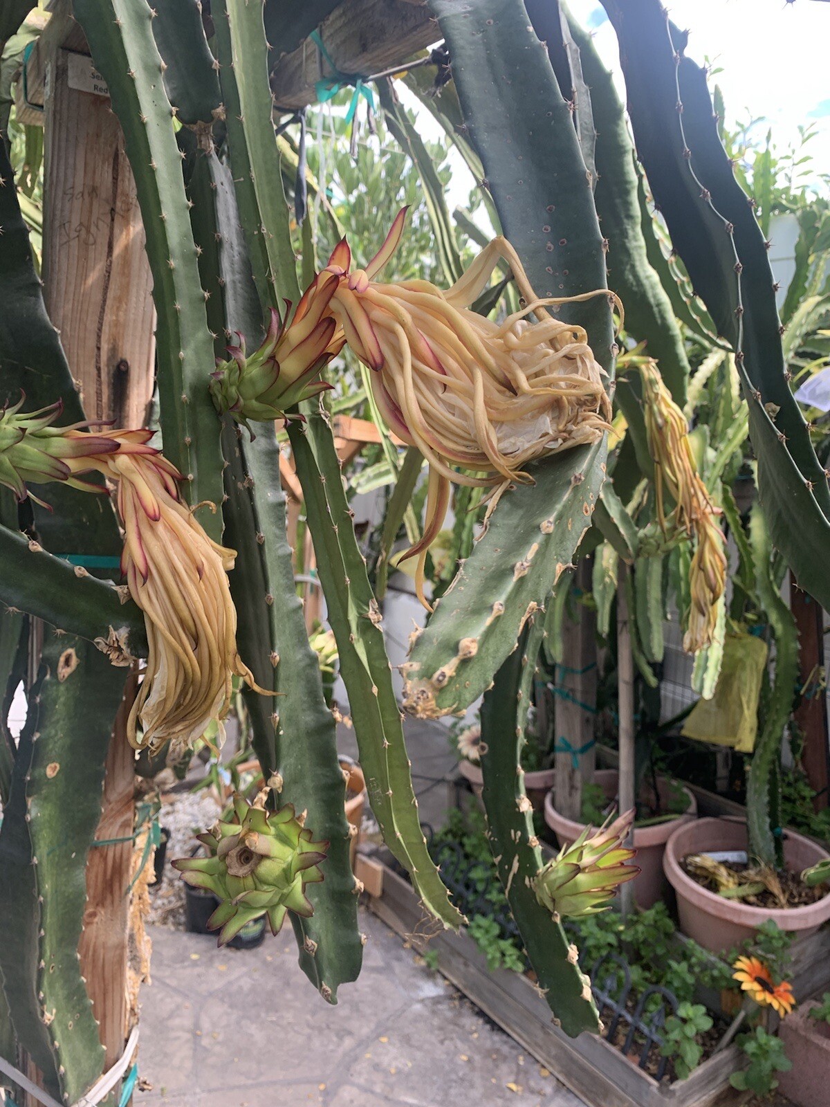 10 Dragon Fruit ” Pitaya Rare Live Cutting Type 3-5 inches For Grafting
