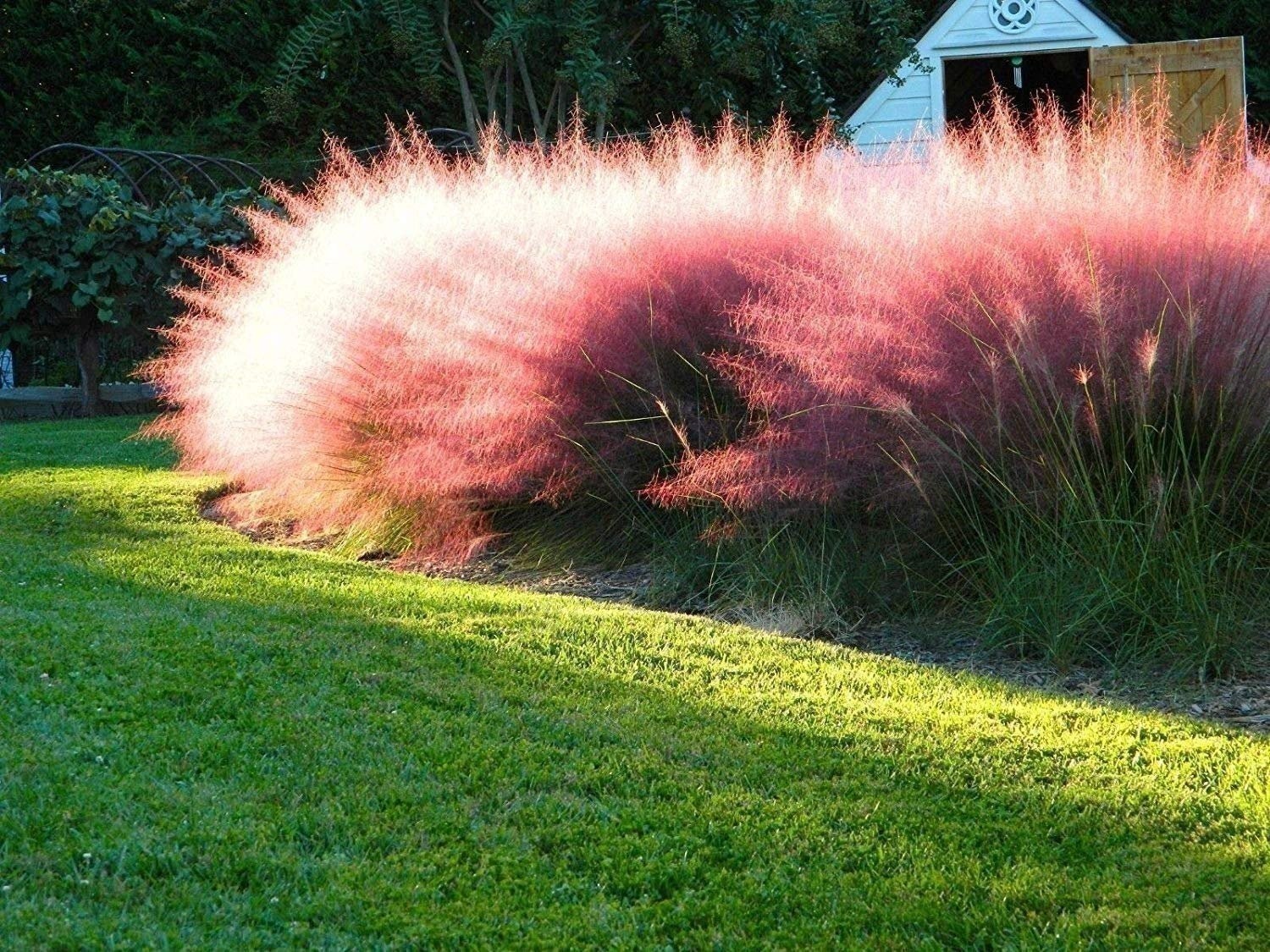 Muhly Grass | 2 Inch | 30 Live Plants | Muhlenbergia | Ornamental Border