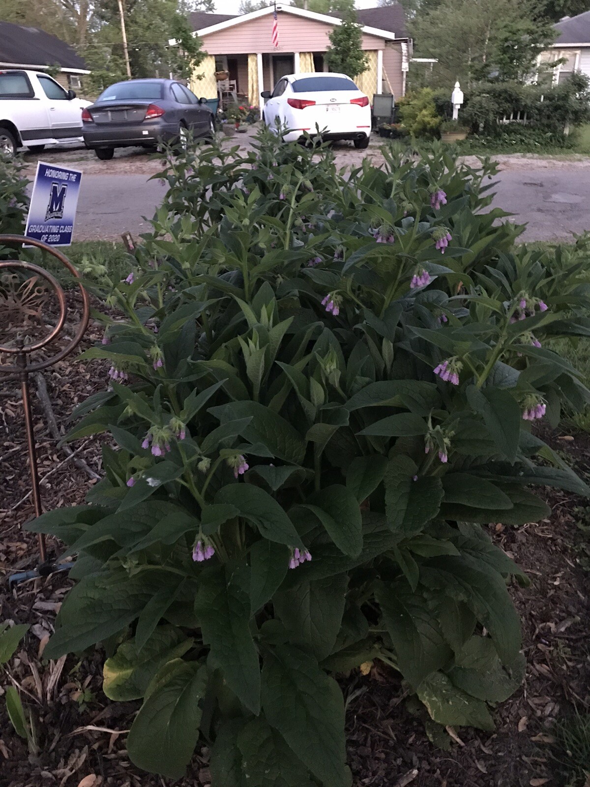 12 (1/2″ to 1″ Long) Comfrey (bocking 14) Root Cuttings