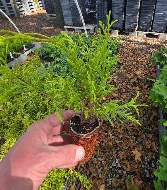 ( 1 ) – Gold Mop Weeping Threadleaf Cypress – Starter Plant ( L7 ) ( 1 plant )
