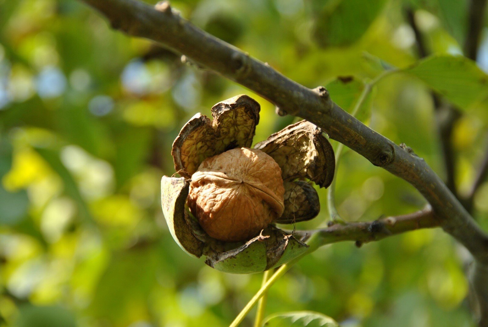 Chander Walnut, Juglans Regia – 10 Seeds 2026 – USA