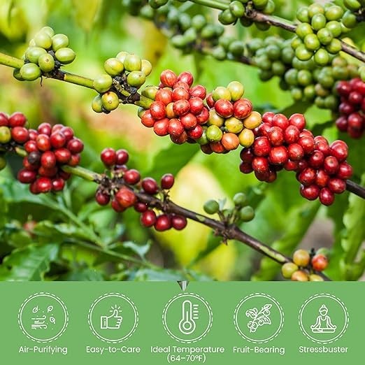 American Plant Exchange Arabica Coffee 3 Pack Fuit Producing Live Plants Three