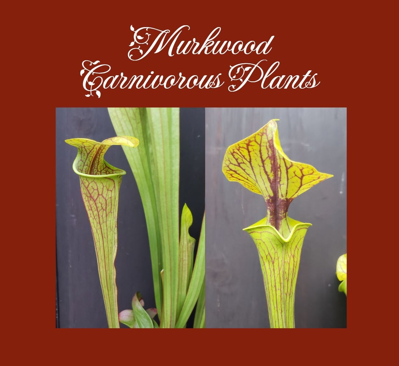 Sarracenia Oreophila Sand Mountain Cl A x Black Veins Carnivorous Plant Cross!