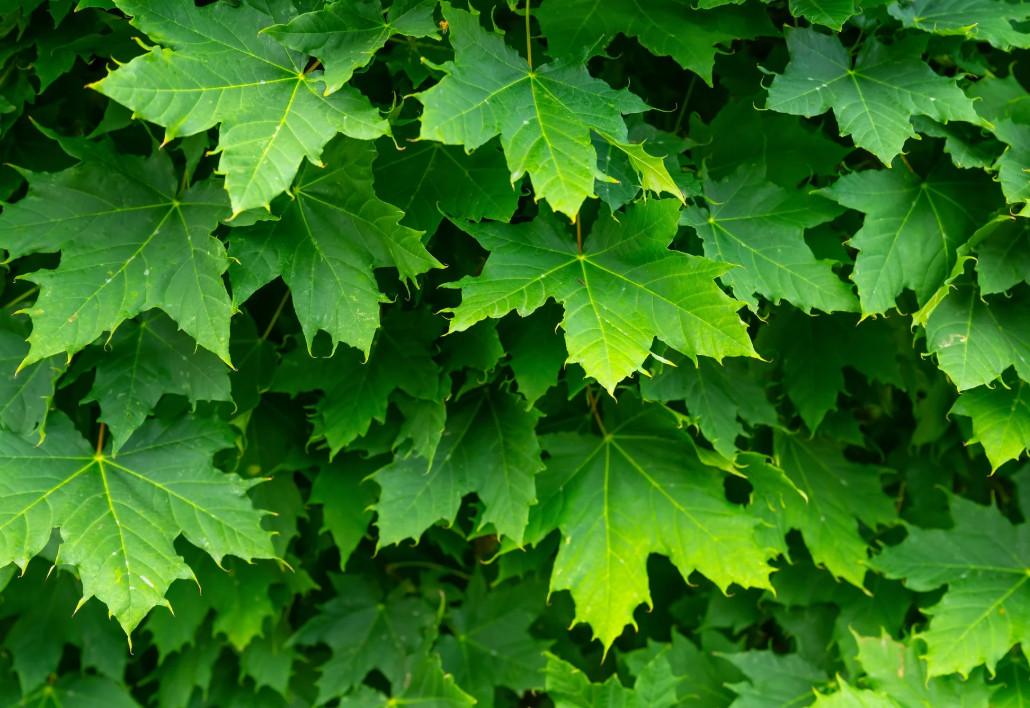 Sugar Maple – Live Plant in Gallon Pot – Native Shade Tree