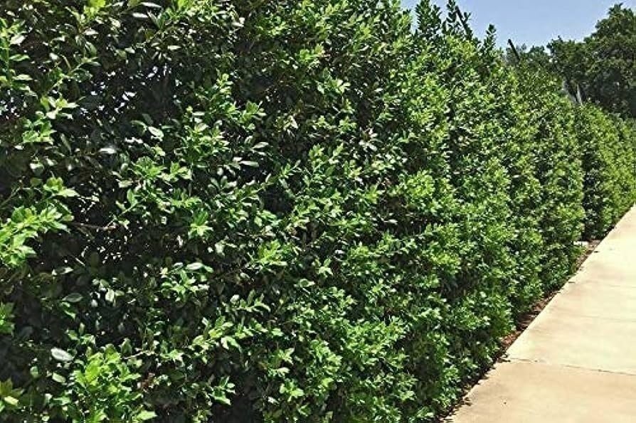 Ilex Needlepoint Chinese Holly | 1 Gallon | Ilex cornuta | Evergreen Privacy