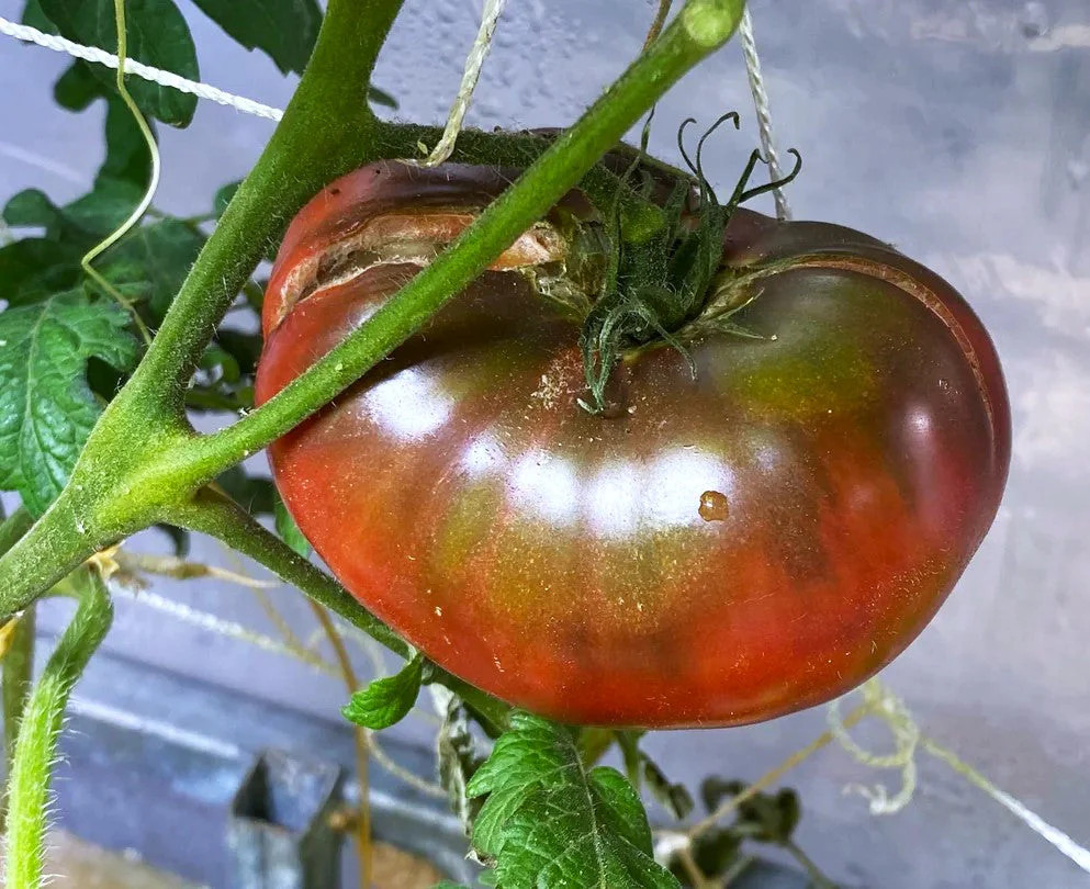 Cherokee Purple Tomato Seeds – For 2025 Planting Heirloom Beefsteak Native Large