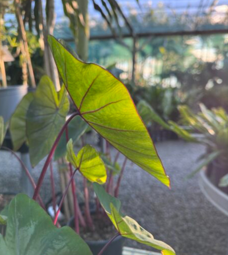 Hawaiian Punch Colocasia – 1 Live Plant – 3in Pot – Ships Without Pot
