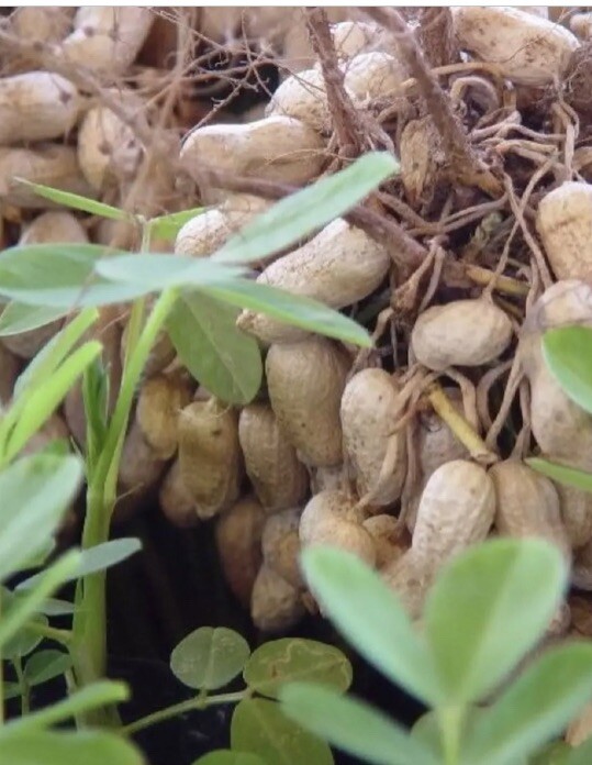 50 Fresh Virginia Bailey’s Ballpark Peanut Heirloom Seeds Skin On Garden Non-GMO