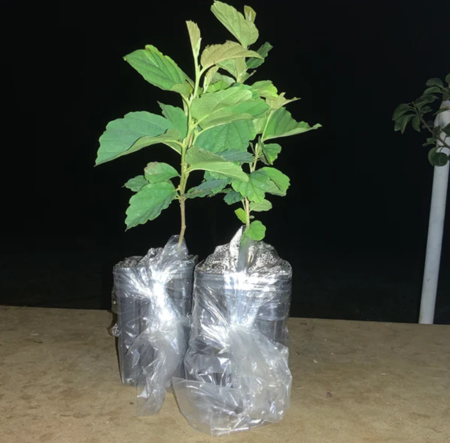 Live Witch Hazel Tree – Quart Pot – AK: Bareroot Oct–May – No Ship to PR, HI