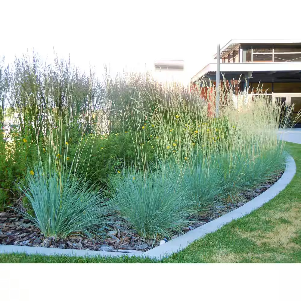 1 Gal. Blue Oat Grass – Long Flowing Blue-Silver Blades of Grass Can Retain Thei