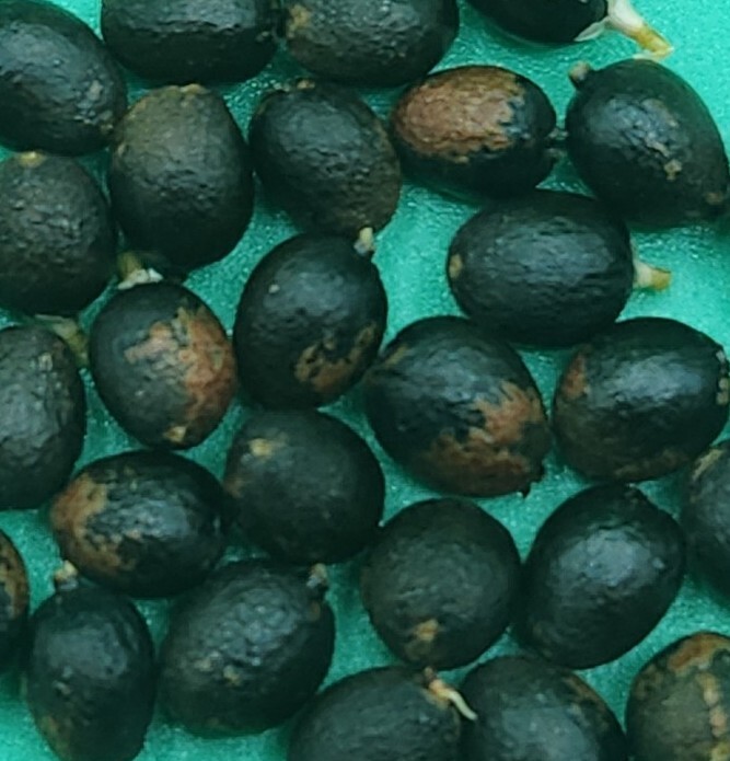 50+ MEXICAN FAN PALM TREE SEEDS, WASHINGTON ROBUSTA (012) Freshly Harvested 2023