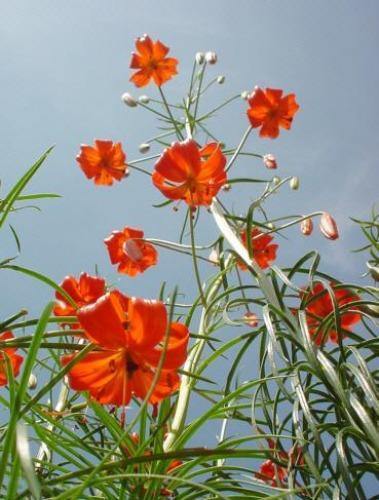 Lilium pumilum | Coral Lily | Low Lily | Siberian Lily | 10 Seeds