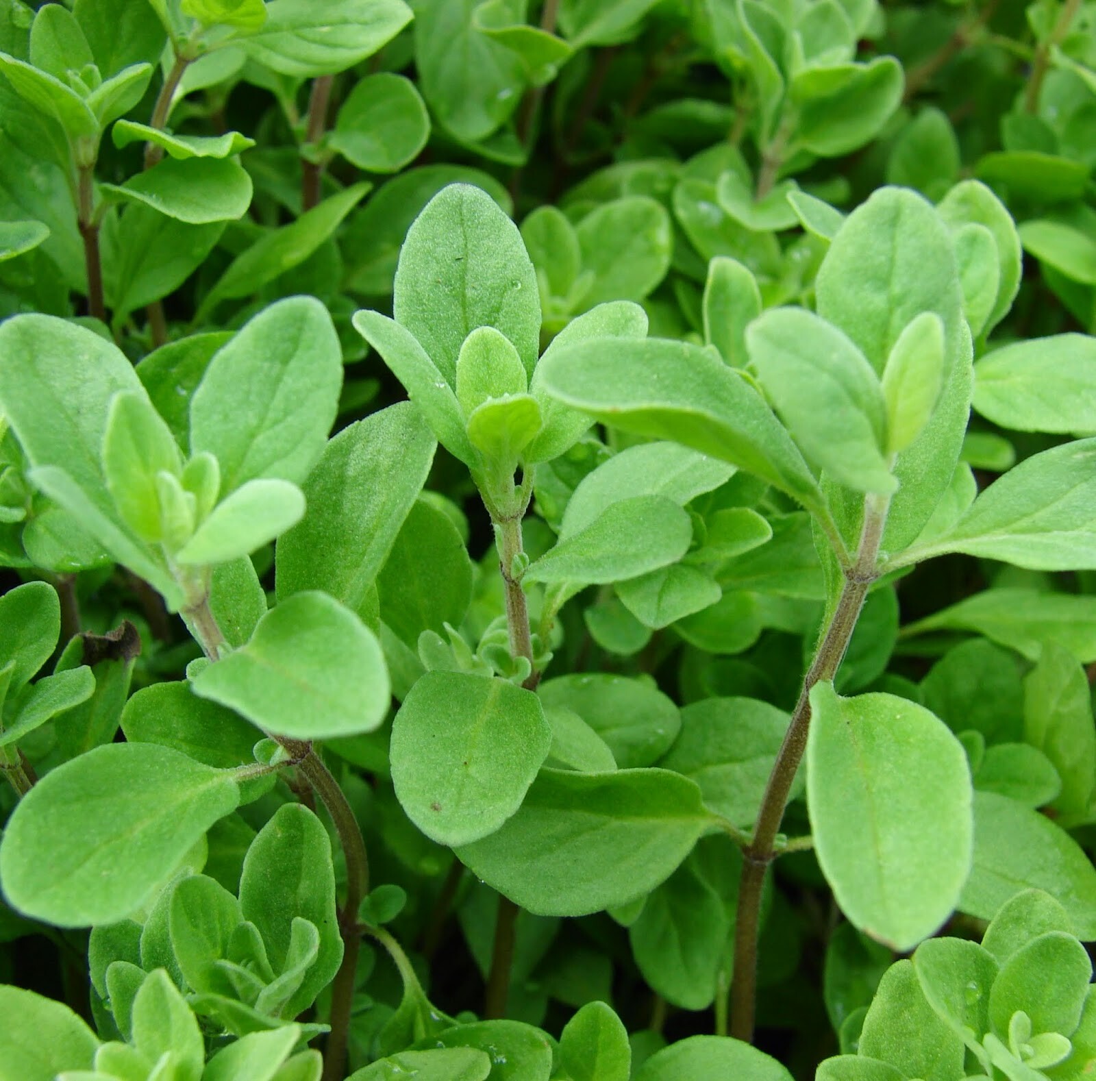 Marjoram Seeds 1000+ Herb Perrenial Sweet Spice USA Seller NON-GMO FREE SHIPPING