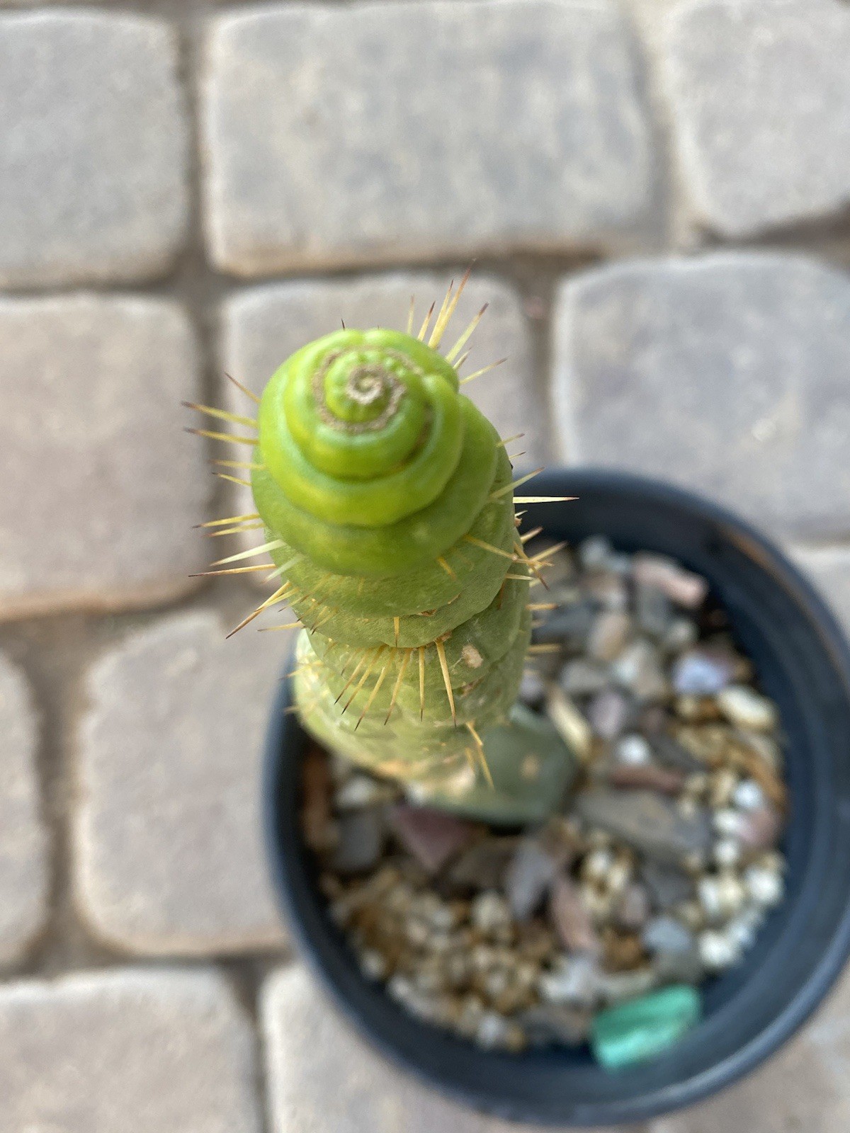 Unicorn Cactus Spiralis