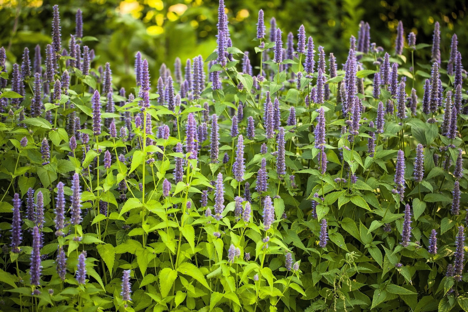 500 PURPLE ANISE HYSSOP Blue Giant Licorice Mint Agastache Foeniculum Herb Seeds