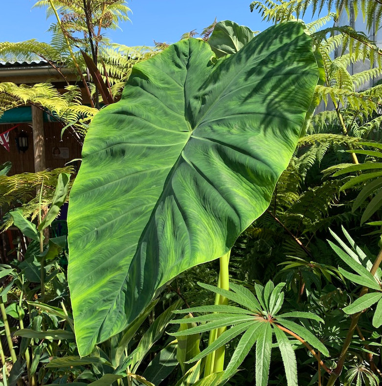 Jack’s Giant Colocasia – 1 Live Plant – 3in Pot – Ships Without Pot