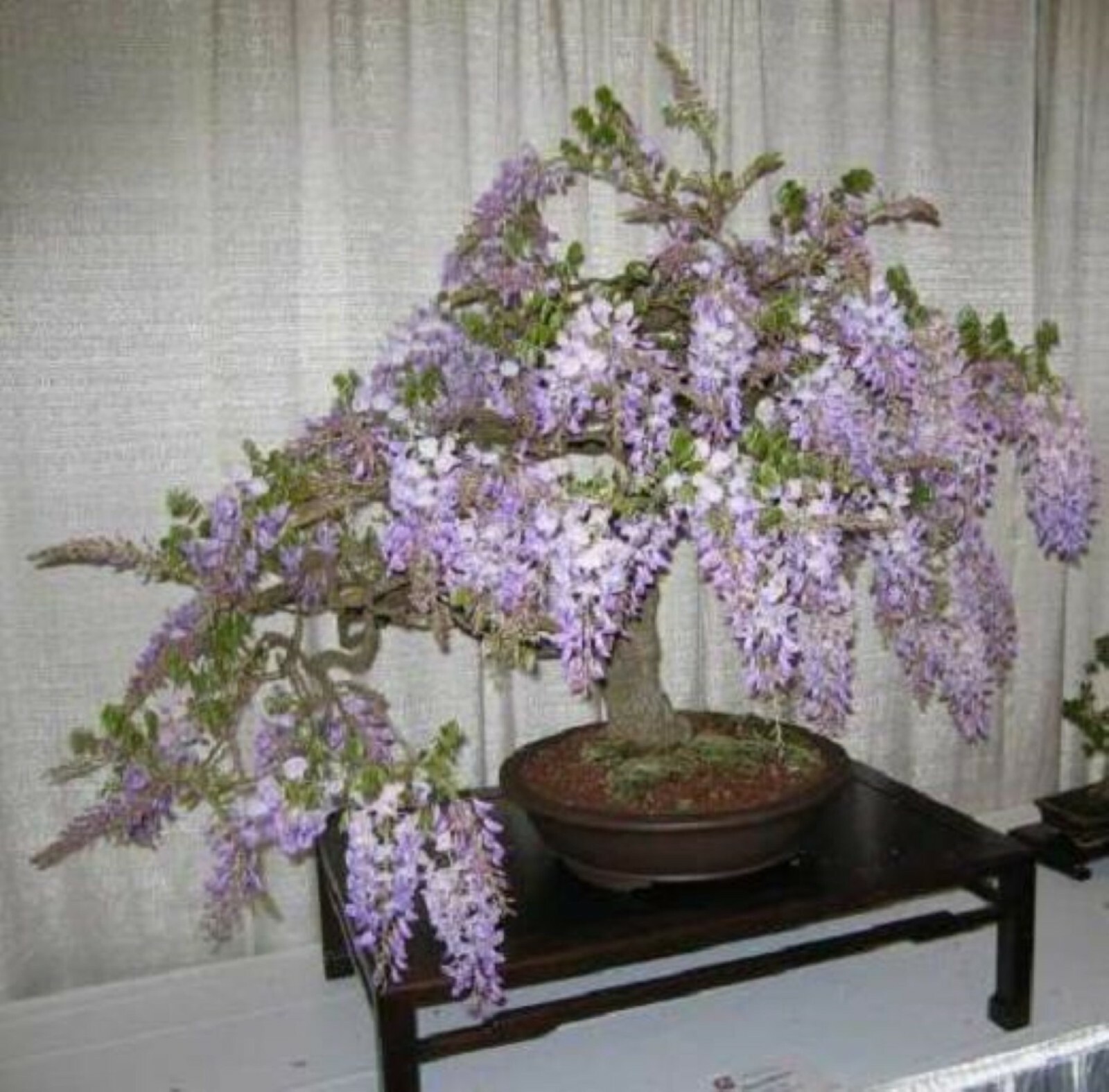 WISTERIA Blue Moon, Purple Flower Fragrant, well rooted seedling 1 yo