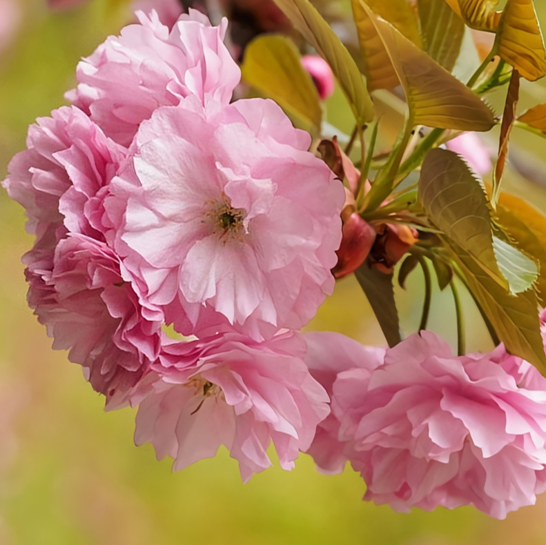 Kwanzan Japanese Cherry Tree – 8-14″ Tall Live Plant – 2.5″ Pot – Pink Flowering
