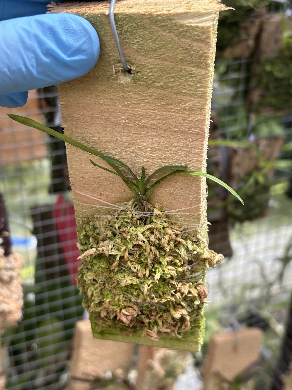 Angraecum viguieri Rare LARGE-Flowering FRAGRANT orchid Species Madagascar