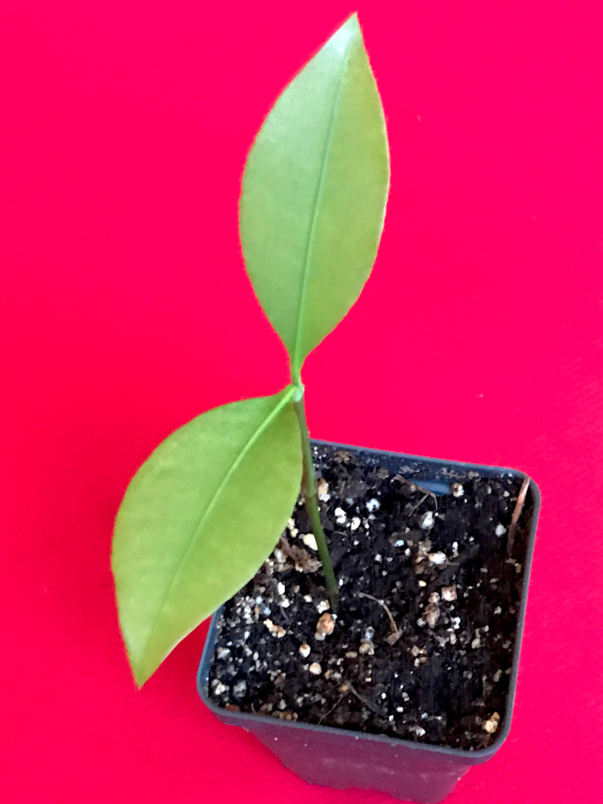 Lemon Drop Mangosteen Garcinia Intermedia Yellow Tropical Fruit Tree Plant