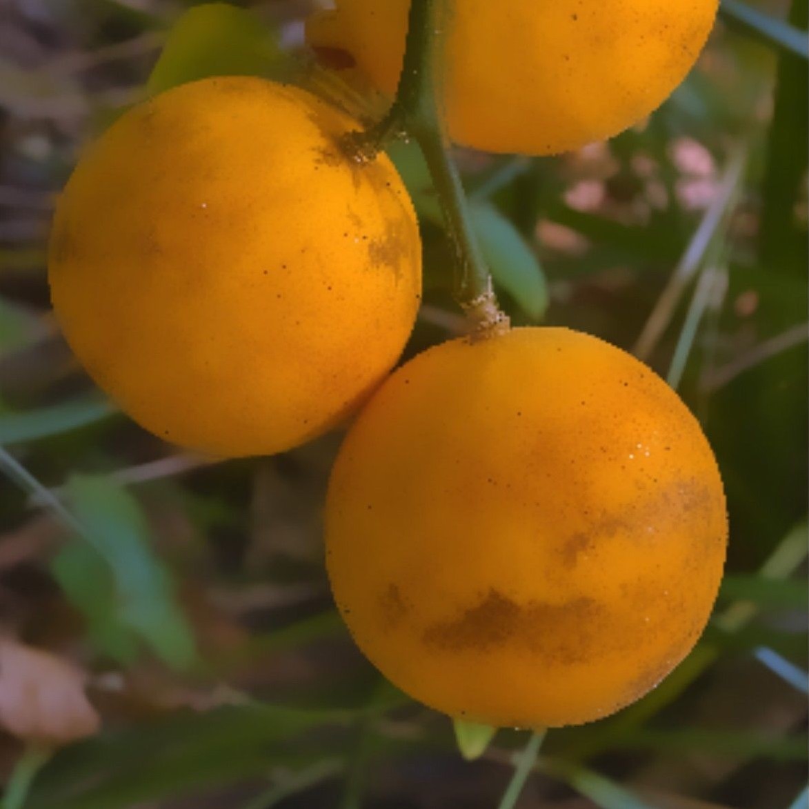 5 LIVE PLANTS HARDY ORANGE FRUIT TREE SEEDLINGS TRIFOLIATE FLYING DRAGON CITRUS