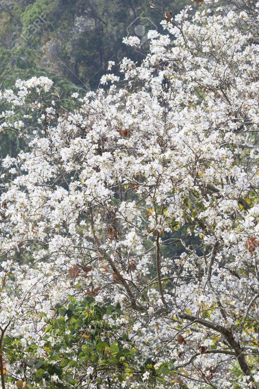 1-1000 PCS White Orchid Butterfly Tree Seeds Hawaiian Camel’s Purpurea Alba 0134