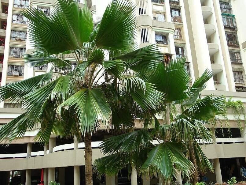 Fiji Fan Palm Seeds for Planting (5 Seeds) – Pritchardia Pacifica