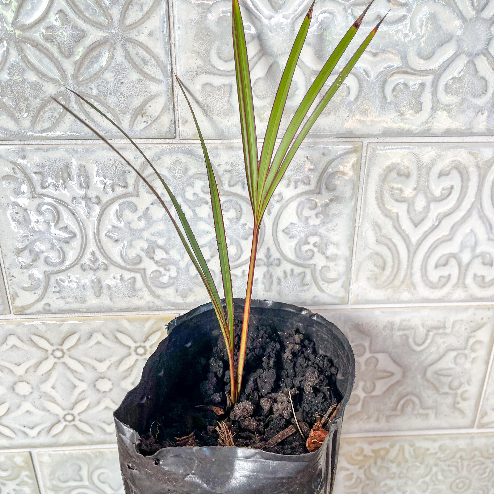 🌴 Latania Palm Seedlings- 6″-10″ Tall – FREE Shipping – Add to your collection!