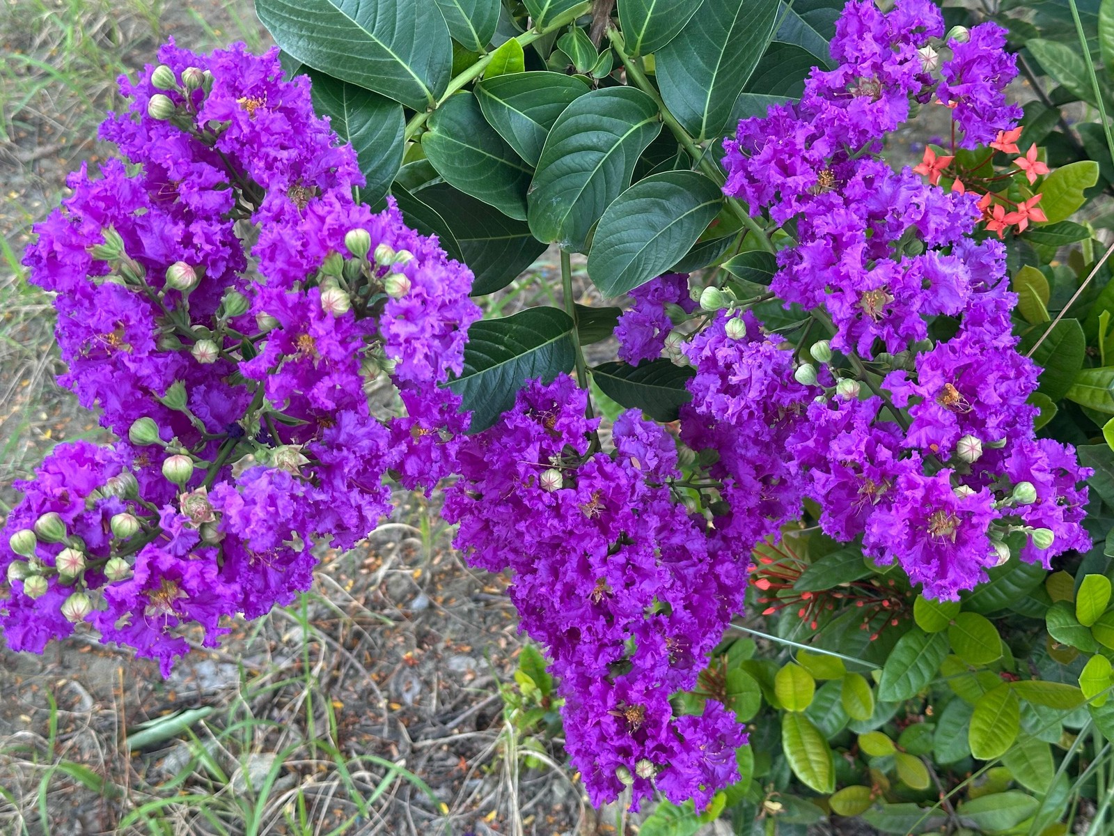 50 MIXED COLORS CREPE MYRTLE Lagerstroemia Indica Tree Shrub Flower Seeds