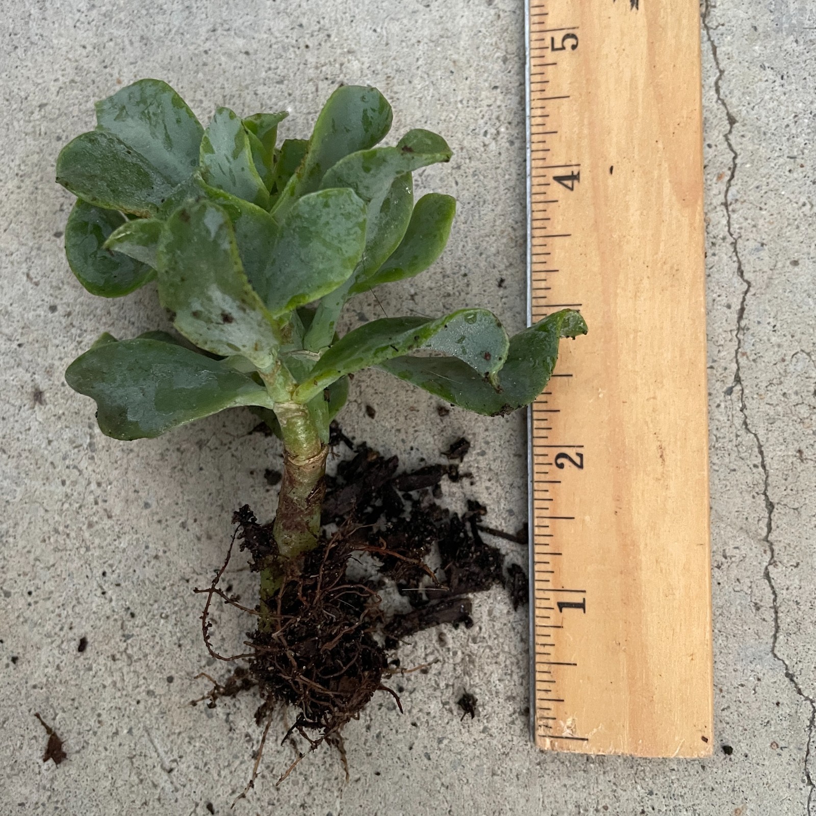 Ripple Wavy Jade Plant Rooted or Unrooted You Choose Crassula Undulatifolia