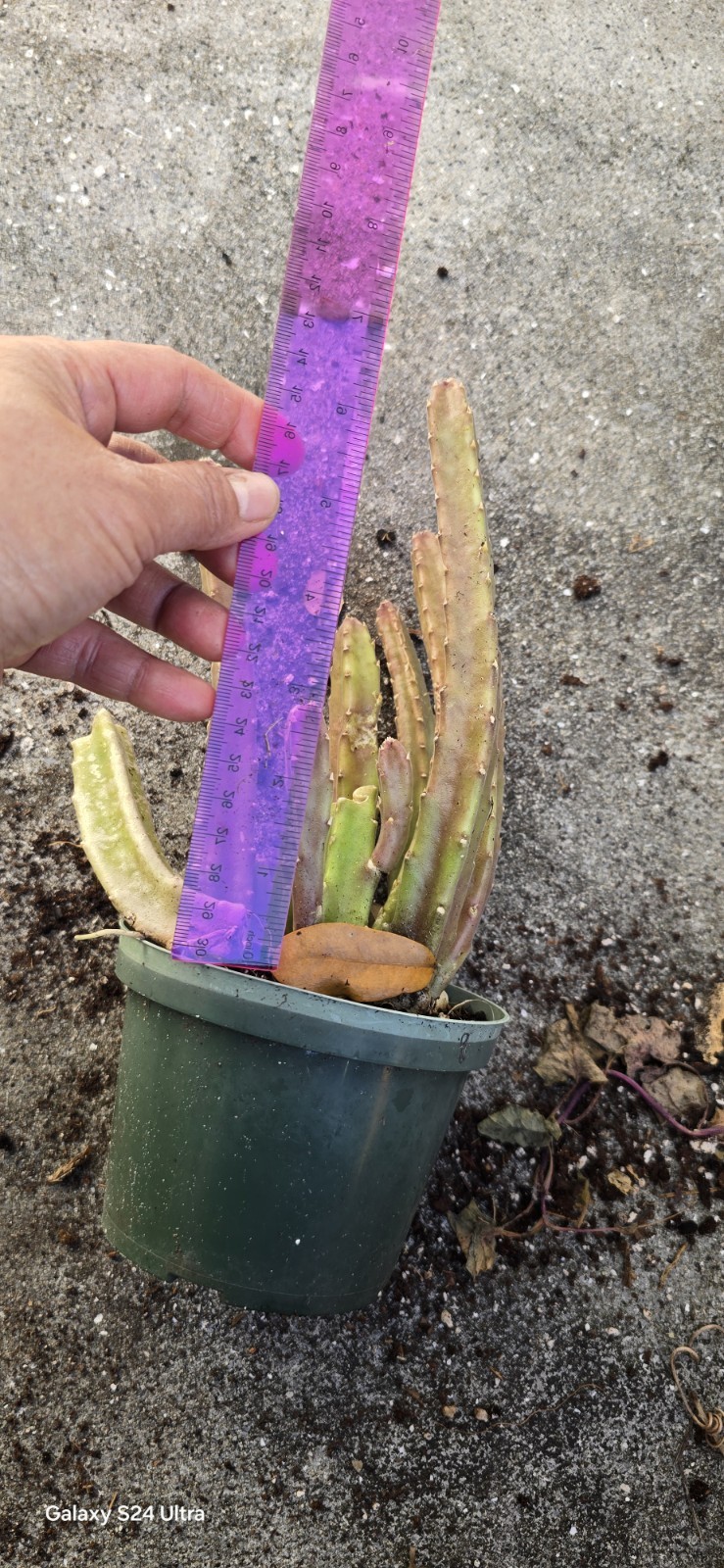 Black Bell Stapella Plant Well Rooted In 5 Inches Nursery Po