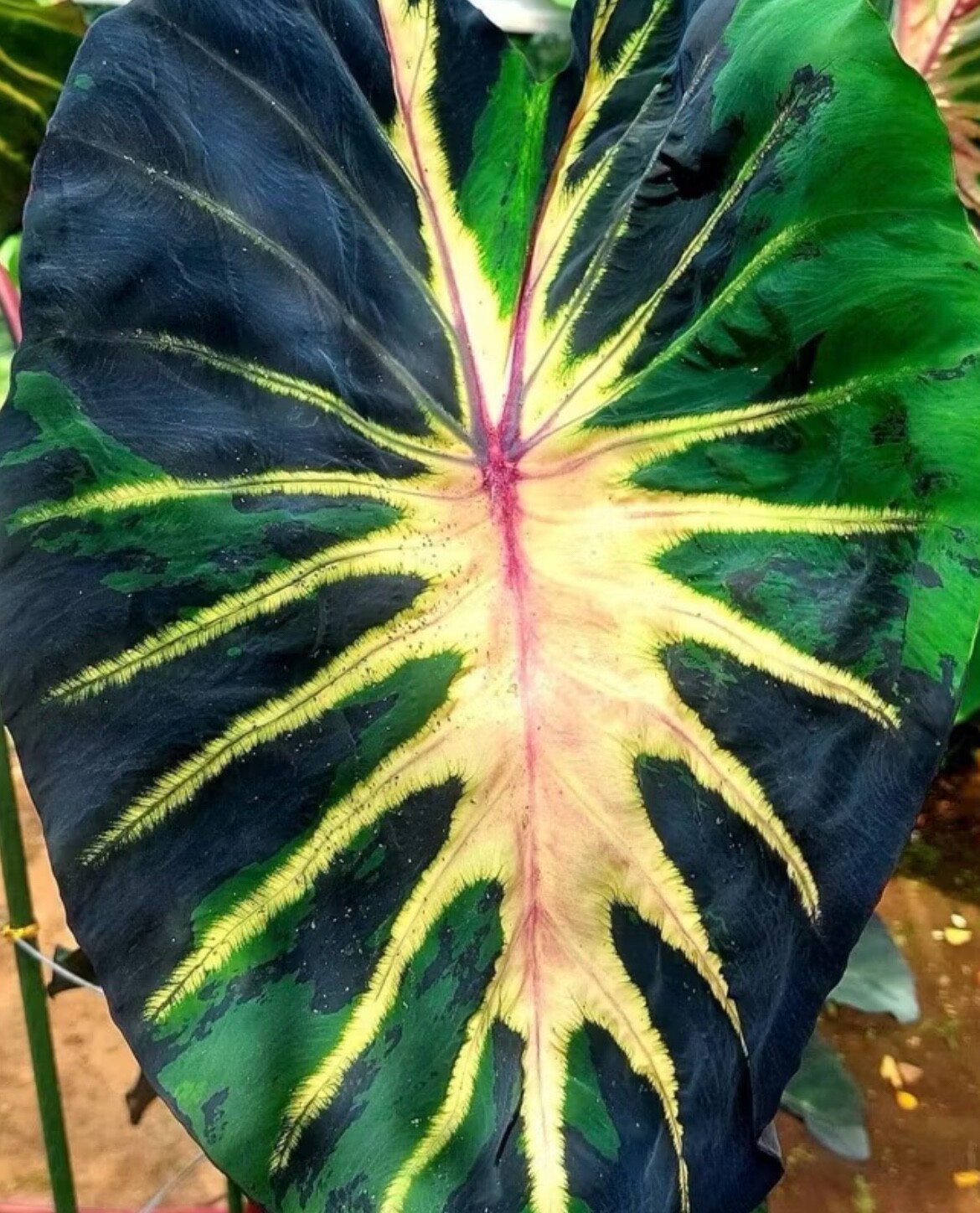 AUTHENTIC Colocasia Starlight 1 bulbs