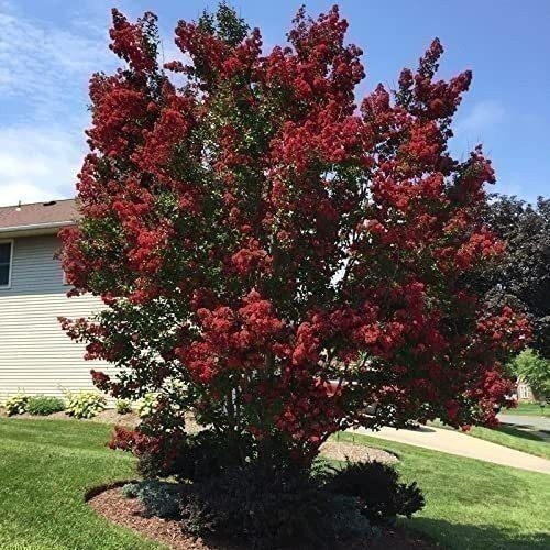 Crape Myrtle Dynamite Red | 2 Inch | Lagerstroemia indica | Flowering Tree