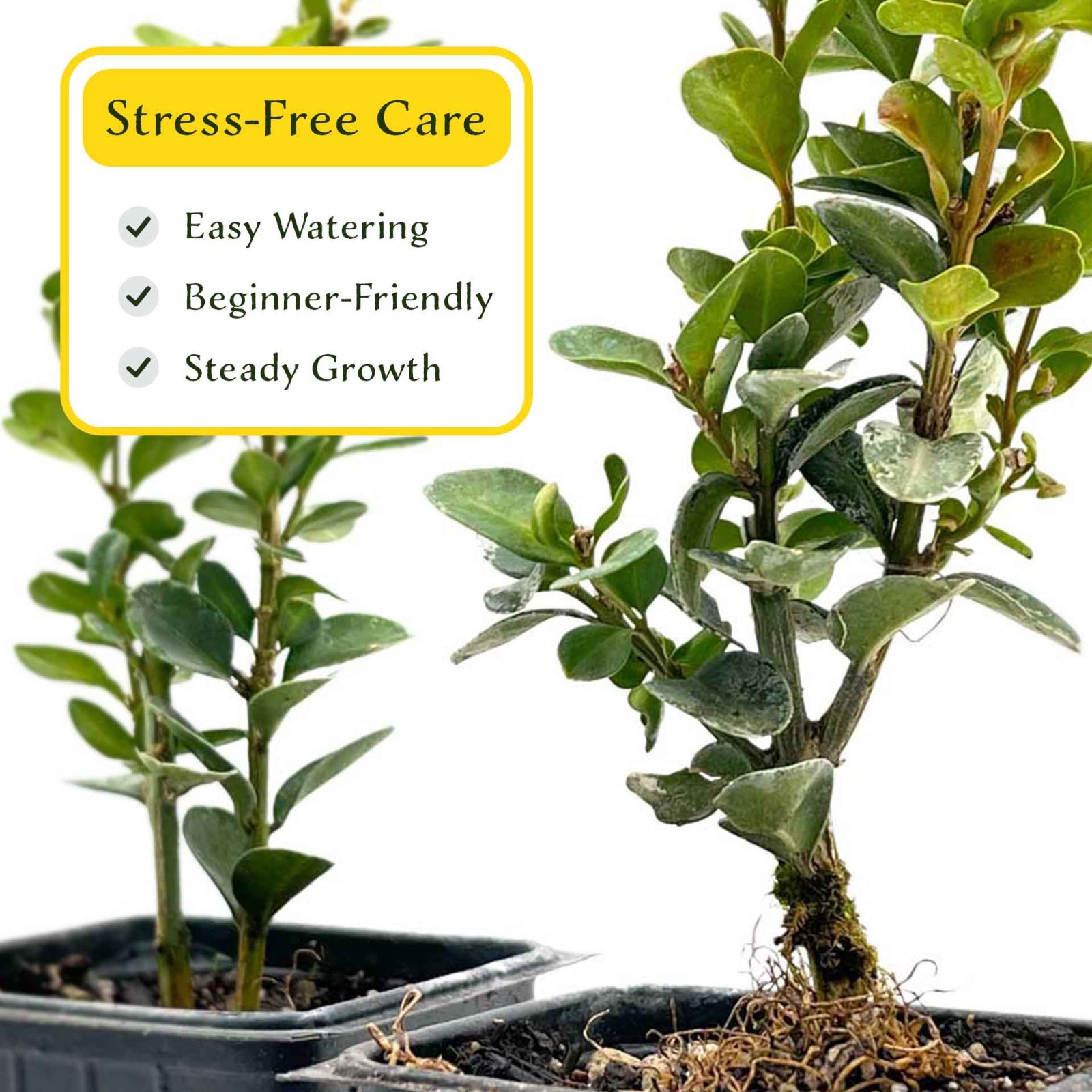 2 Highlander Boxwood Plants in 3.5″ Cube | Dense Evergreen Privacy Shrub (Buxus)
