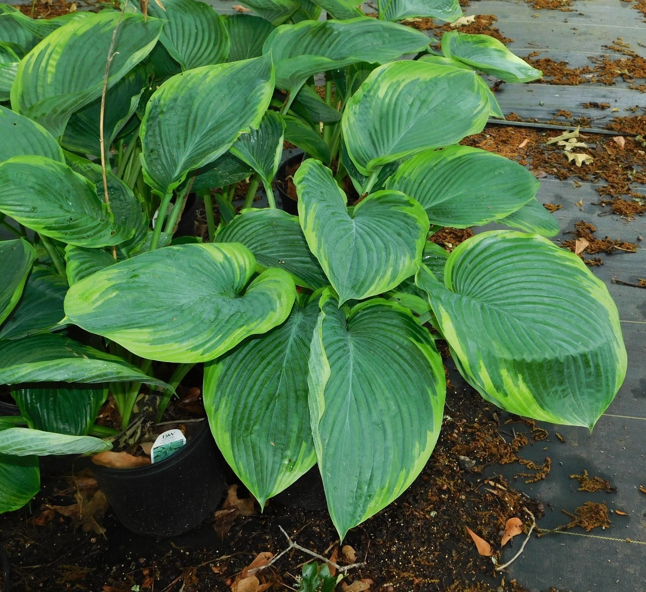 Wu La La Hosta Plants