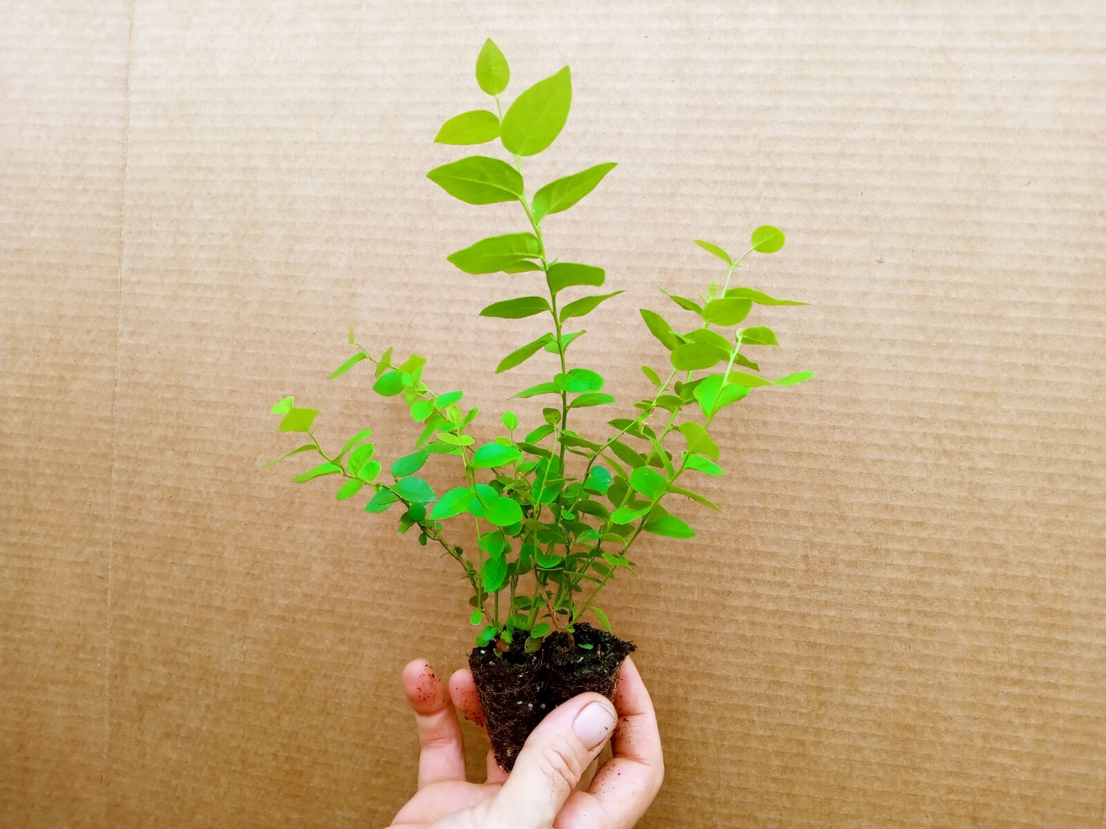 Blueberry Starter Plant ~ Sunshine Blue… Price includes 2 plants free shipping