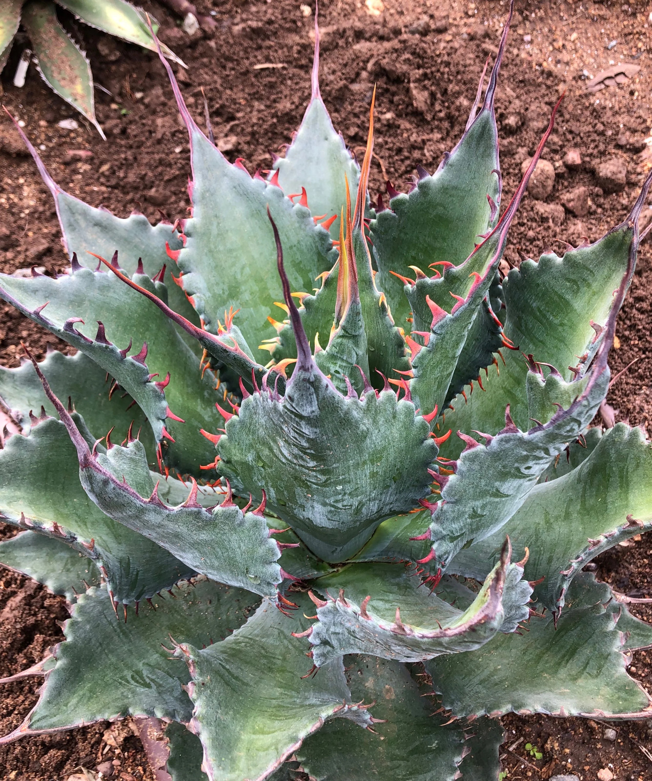 Agave “ShawPot” Starter Plant! HUGE Red Teeth! Incredible Hybrid! RARE! 3″-4″ Wd