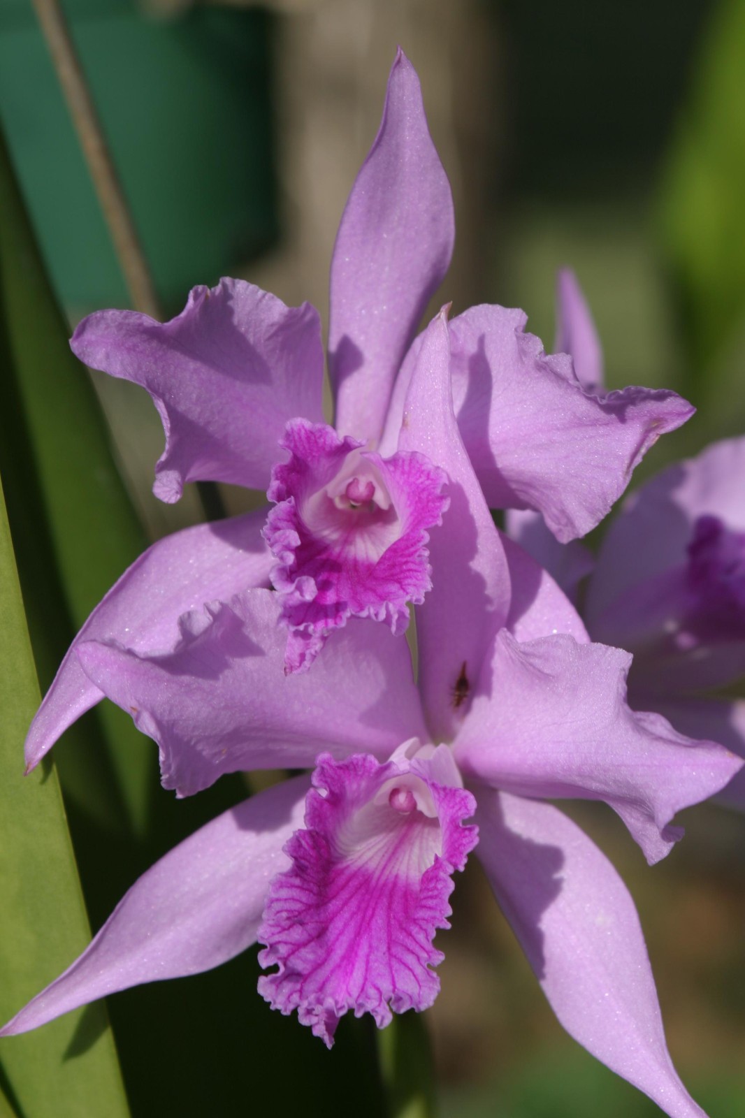 L. lobata `Hackneau’ Original Division Species Cattleya Orchid Plant