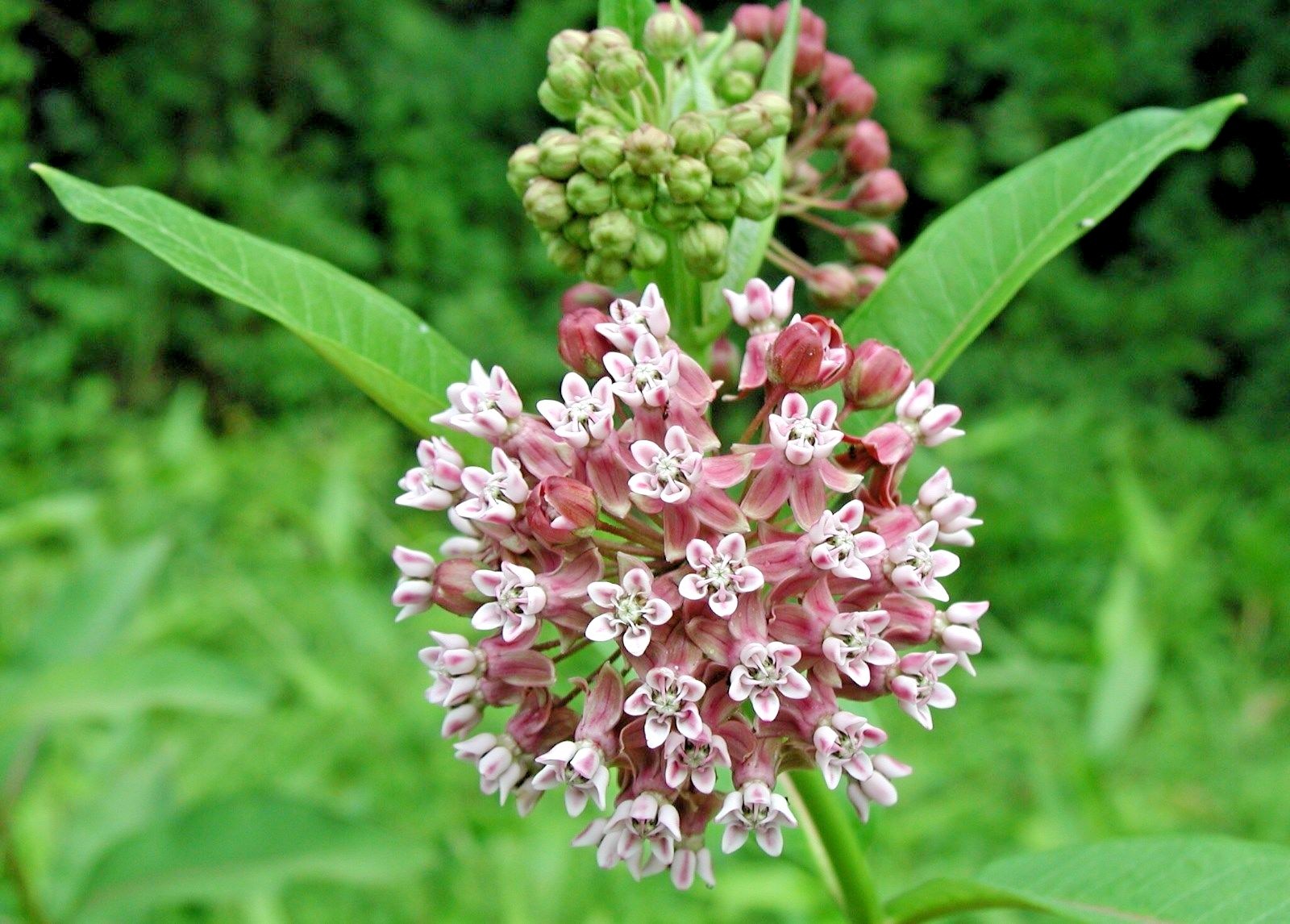 51+COMMON MILKWEED Seeds Native Wildflower Container Flower Garden Heat Cold
