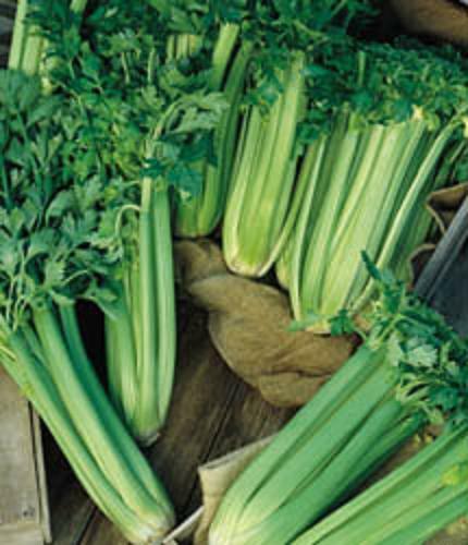 500+ Tall Utah Celery Seed-Heirloom NON-GMO Only Fresh Seed FAVORITE & FLAVORFUL