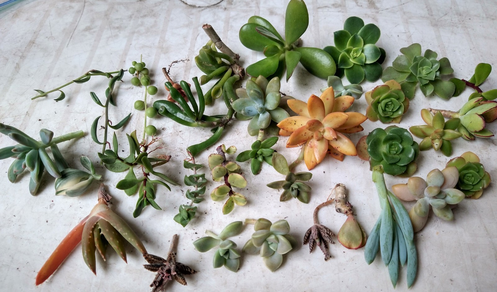 Lot= 15 assorted healthy succulent cuttings * from mature beautiful plants