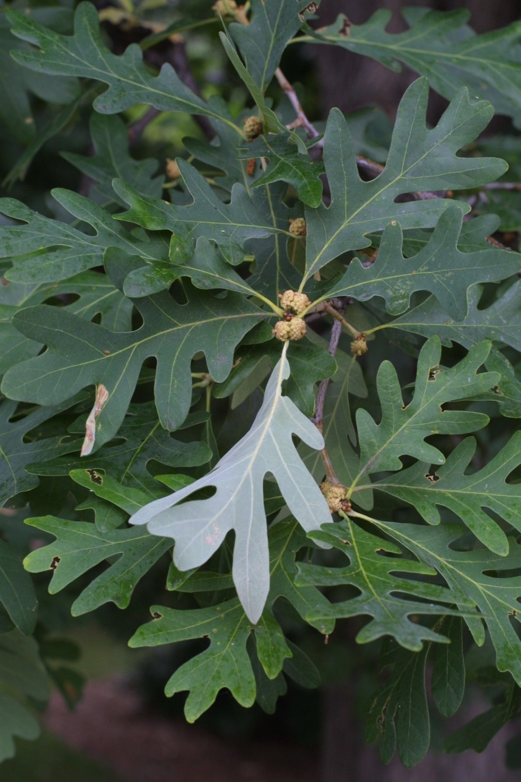6 Plants Quercus robur Fastigiata , Columnar English Oak, 1 year old