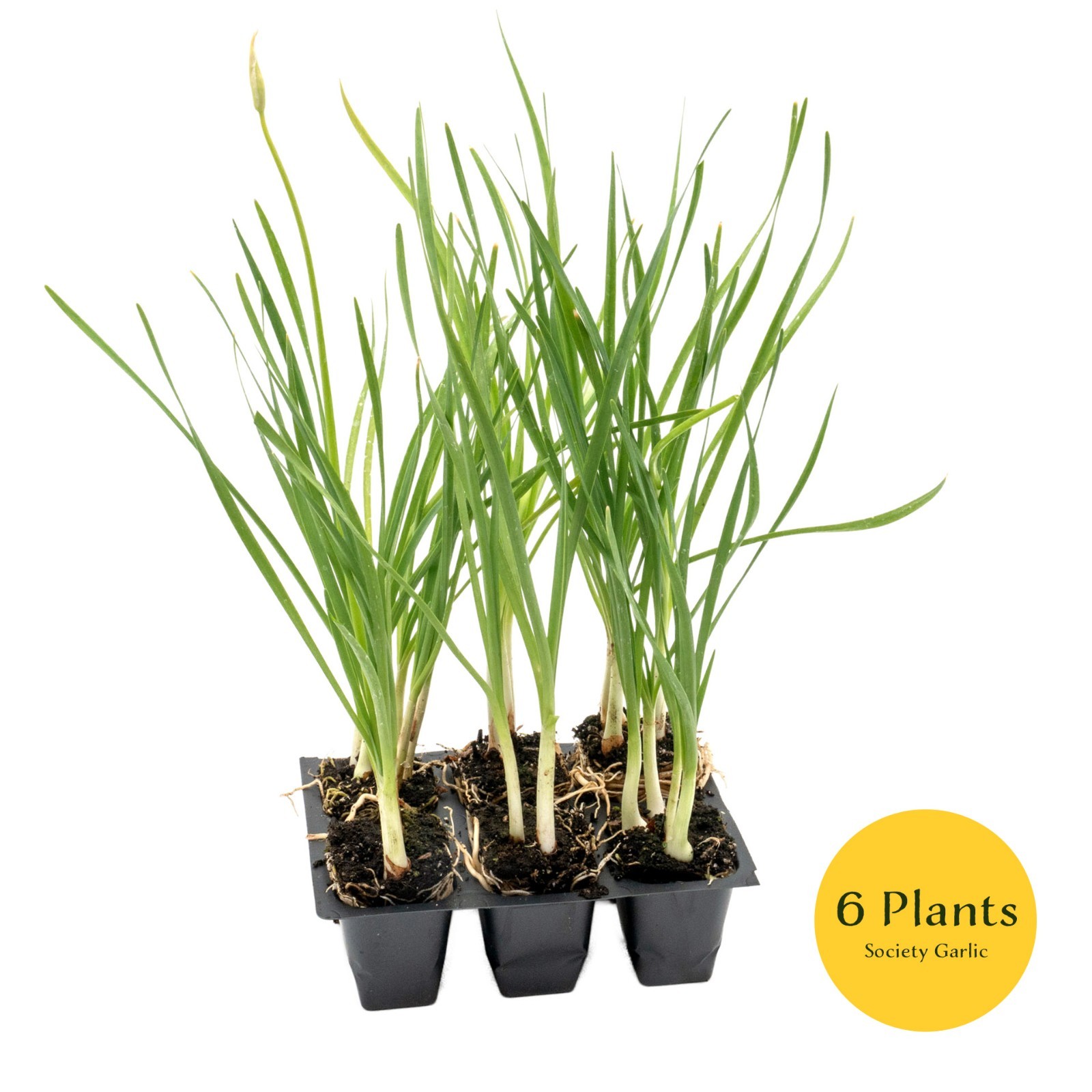 Society Garlic in 2.5” Nursery Cubes (Tulbaghia violacea) | Live Starter Plants