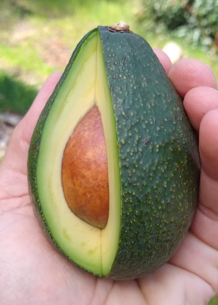 Grafted Fuerte Avocado (Persea americana) Live Fruit Tree (10in-2ft)